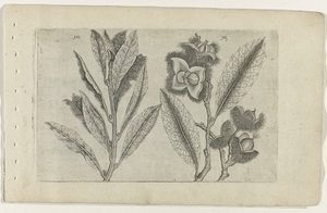 Salie en tamme kastanje Know the Lilies (serietitel)