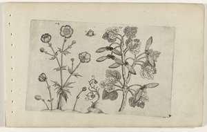 Vass smörblomma och åkerlönn Cognoscite lilia (serietitel) av Crispijn van de Passe (I) (attributed to)