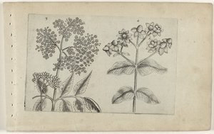 Sering en mansbloed Know the Lilies (serietitel) av Crispijn van de Passe (I) (attributed to)