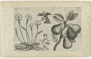 Sleutelbloem en peer Know the Lilies (serietitel) av Crispijn van de Passe (I) (attributed to)