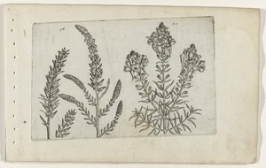 Tamarisk en vlasbekje Know the Lilies (serietitel) av Crispijn van de Passe (I) (attributed to)