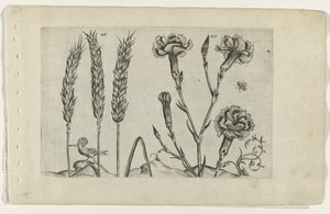 Tarwe en tuinanjer Know the Lilies (serietitel) av Crispijn van de Passe (I) (attributed to)