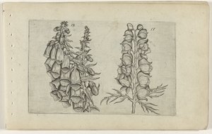 Foxglove och Blue Monkshood Cognoscite lilia (serietitel)