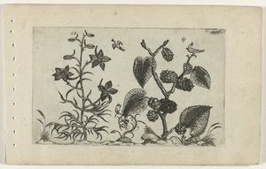 Vild delphinium och svart mullbär Cognoscite lilia (serietitel)