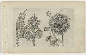 Sjuträd och sovglob Cognoscite lilia (serietitel) av Crispijn van de Passe (I) (attributed to)