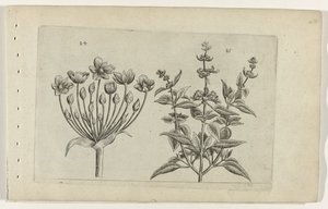 Svanblomma och småblommig salvia Cognoscite lilia (serietitel) av Crispijn van de Passe (I) (attributed to)
