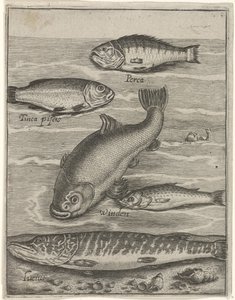 Studieblad met vijf vissen Fisk live-ikoner (serietitel) av Crispijn van de Passe (I)