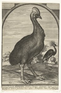Kasuar, medförd av Willem Jacobsz. från Ostindien och gavs till prins Maurits, 1614 av Crispijn van den Queborn (attributed to)