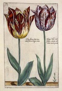 Tulipa Adriani Bilsi och Tulipa Nob viri Johan a Seulen, från 