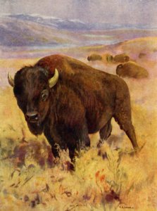 På Zoo: Bison (färg litho)