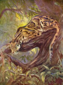 At the Zoo: Clouded Leopard (färg litho)