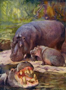 På djurparken: Hippopotamus (färg litho)