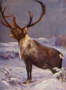På djurparken: Renar (färg litho)