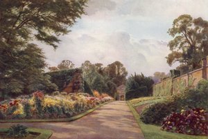 Tidiga krysantemum, Claremont (färg litho)