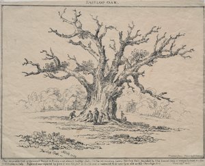 Fairlop Oak, 1811. av D. H. Redman