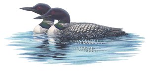 Common loons (akvarell och gouache)