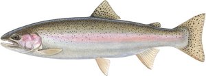 Regnbågslax (akvarell)