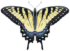 Tiger Swallowtail fjäril (gouache)