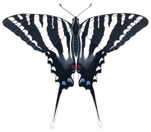Zebra Swallowtail fjäril (gouache)