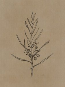 Blackwood-trädplantor av Dan Hobday