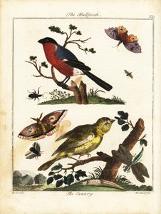 Domherre, kanariefågel, fjäril, mal, etc. 1792 (gravyr)
