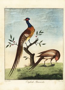 Engelska fasaner, hanar och honor. 1792 (gravyr)