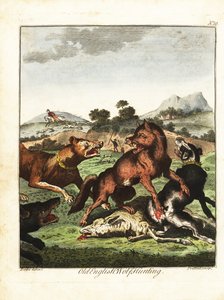 Gammal engelsk vargjakt. 1792 (gravyr)
