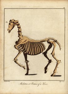 Skelett eller ben av en häst. 1792 (gravyr)