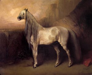 Baba Ali, Arab Horse av General Henri d