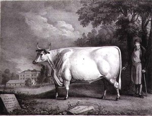 Baronen, ett priskorthorn (The Nannau White Cow) graverad av Charles Joseph Hullamandel (1789-1850) 1824
