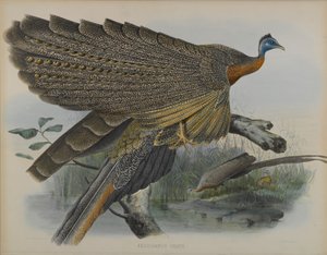 Argusianus Grayii (färg litho) av Daniel Giraud and Gould John Elliott