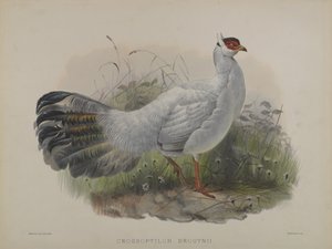 Crossoptilon Drouynii (färg litho) av Daniel Giraud and Gould John Elliott