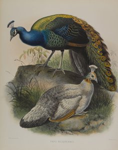 Pavo Nigripennis - Black Shouldered Pea Fowl (färg litho) av Daniel Giraud and Gould John Elliott
