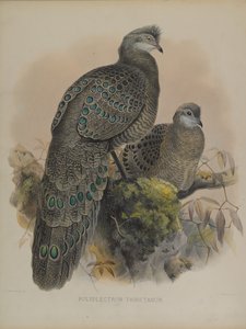 Polyplectron Tibetanum (färg litho) av Daniel Giraud and Gould John Elliott