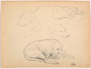 Teckning, Milo (en pointer), flera studier, ca 1862 av Daniel Huntington