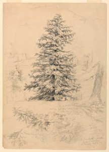 Teckning, studie av en hemlock, North Conway, New Hampshire, 6 augusti 1855 av Daniel Huntington