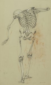 Skeleton Study, c.1848 (krita och krita på brunt papper monterat på kartong) av Daniel Huntington