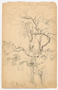 Studie av Oaks vid Dennings Point av Daniel Huntington