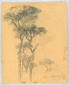 Studie av tallar, Borghese Villa, Rom av Daniel Huntington