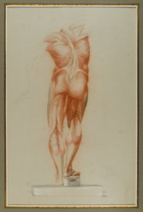 Écorché (Figure Study of Musculature), c.1848 (krita och grafit på papper) av Daniel Huntington