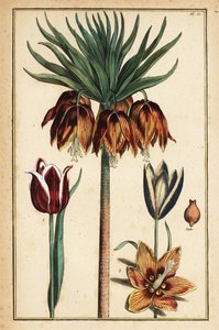 Crown Imperial Lily, Fritillaria imperialis och tulpaner, Tulipa gesneriana