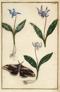 Hundtand-violett eller hundtandsviol, Erythronium dens-canis och mal