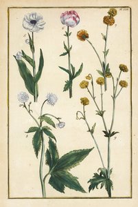 Globblomma, Trollius europaeus och andra arter av smörblomma, Ranunculus glacialis, etc.