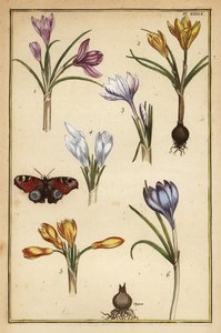 Vårkrokus, Crocus vernus och europeisk påfågelfjäril, Aglais io