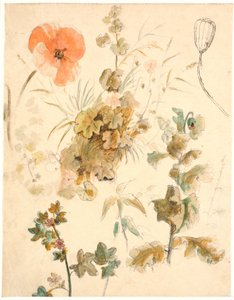 Studier av olika blommor, bl.a. vallmo av Dankvart Dreyer