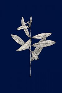 Elegant botanisk teckning av Danushka Abeygoda