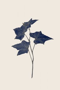 Marinens botaniska avdelning