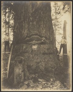 Gran med 17 meters diameter nära McMurray, Wash.