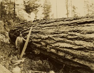 [Skogshuggare, kapsåg och fällt träd]