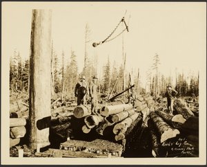[Logging/ Timber Scene]
